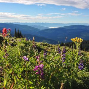 wild alpine flowers heli hiking bc